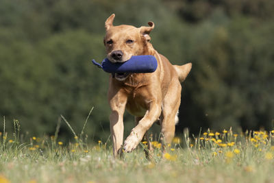 Portrait of dog running on field