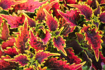 Close-up of red flowering plants