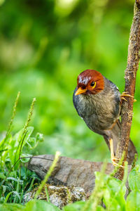 Close-up of bird perching on a field