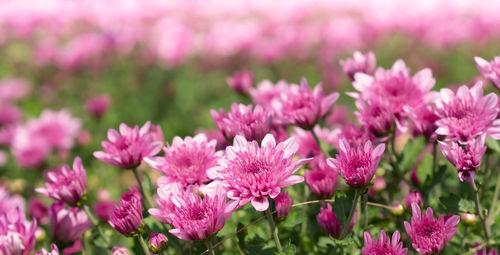 Close-up of pink flowers on field