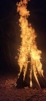 Bonfire on log at night