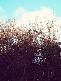 Low angle view of trees against sky