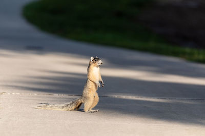 Fox squirrel sciurus niger stands on his hind legs in naples, florida