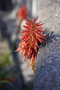 Close-up of red flower