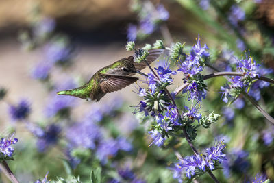 Bird feeding on  plant