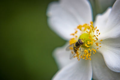 Close-up of bee pollinating on yellow flower