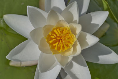 Close-up of white flowering plant