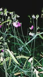 Close-up of flowers