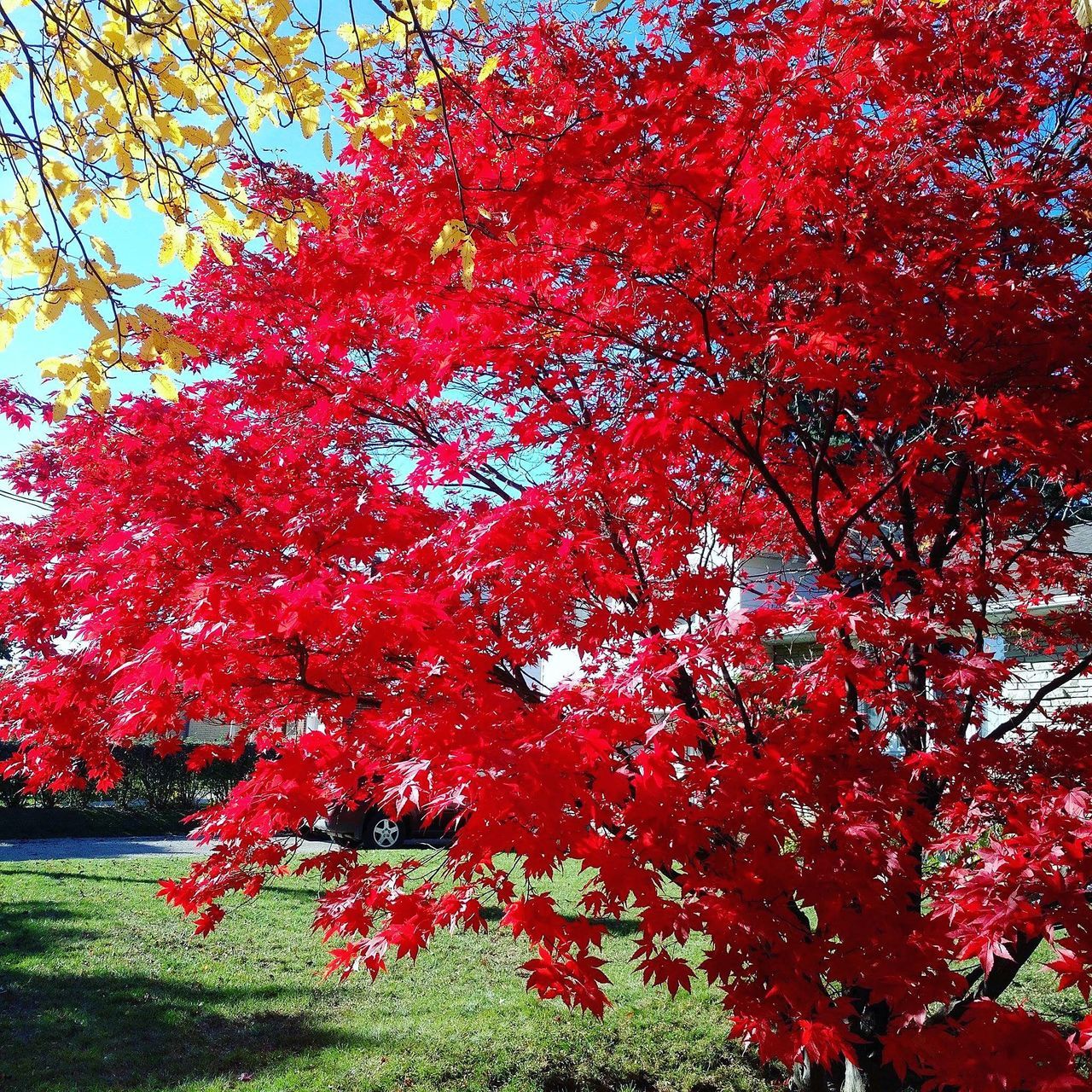 These are color from Canada.