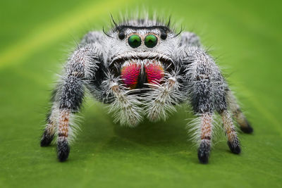 Close-up of spider