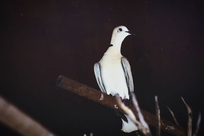 Close-up of bird perching at night