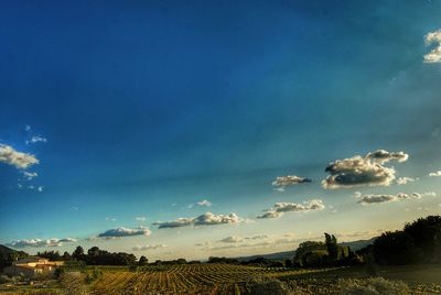 Scenic view of agricultural field against blue sky