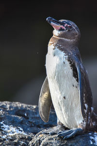 Close up of bird perching on rock