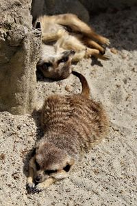 High angle view of meerkats sleeping on sand
