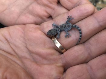 Close-up of hand holding gecko baby