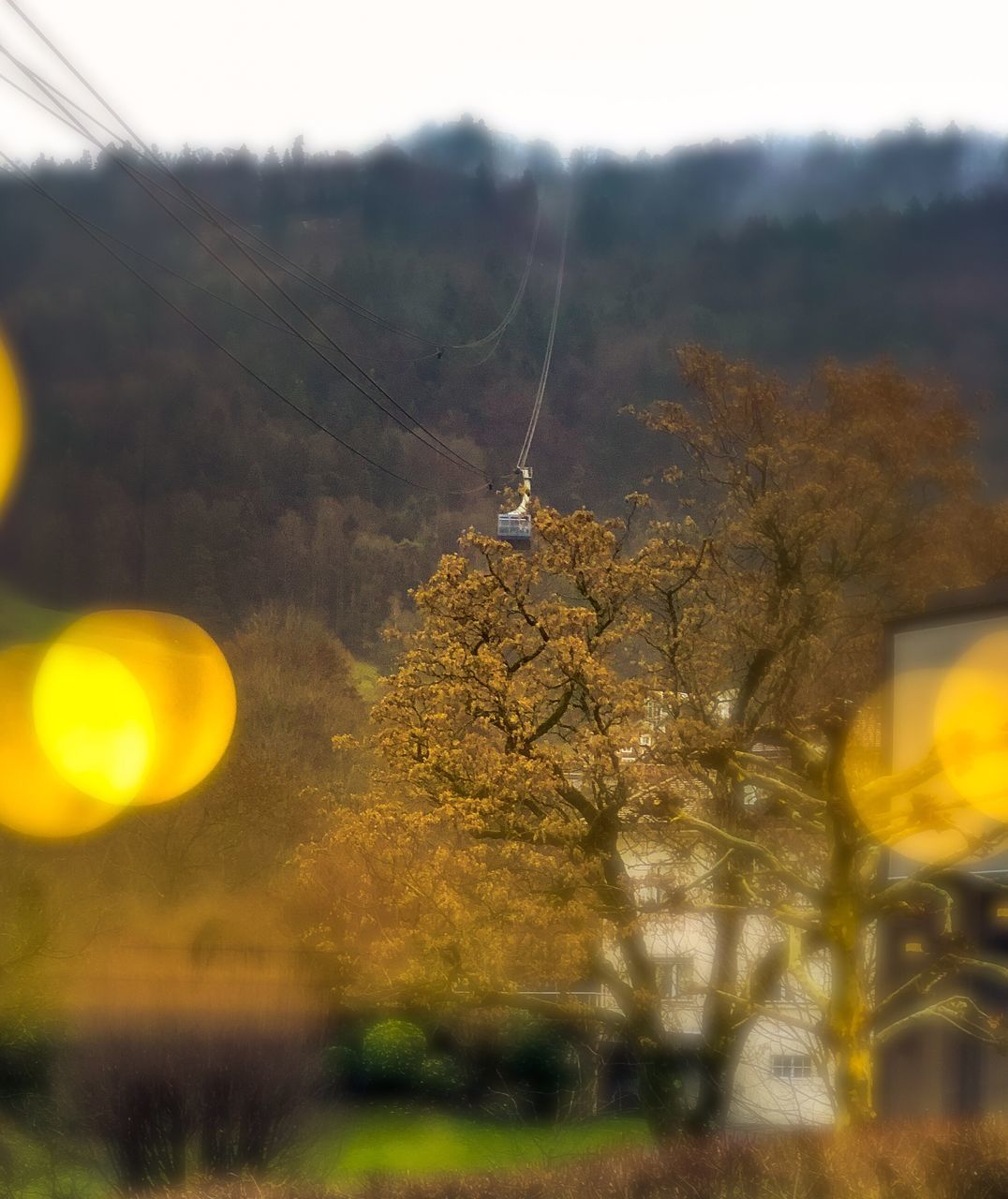 LOW ANGLE VIEW OF YELLOW TREES AND SKY