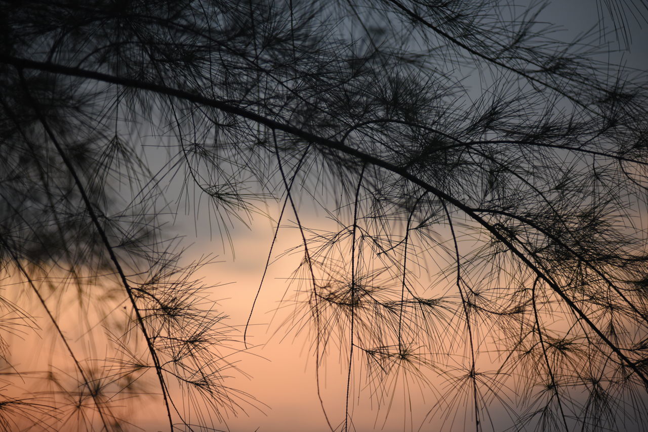 LOW ANGLE VIEW OF SILHOUETTE BARE TREE AGAINST SKY AT SUNSET