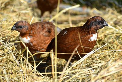 Close-up of a quail on field