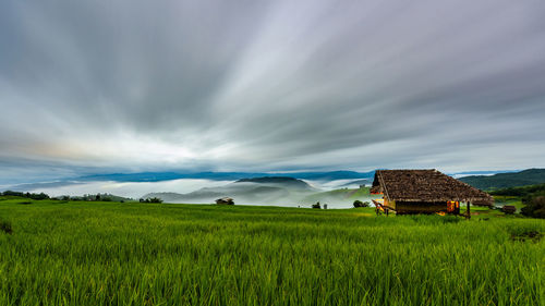 Scenic view of agricultural field against sky