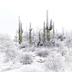 Plants on snow covered land against sky