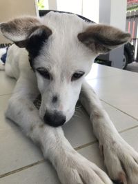 Close-up portrait of dog lying down on floor at home