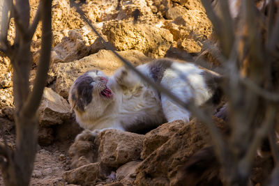 View of a cat lying on rock