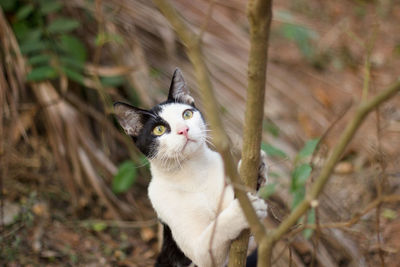 Portrait of cat sitting outdoors