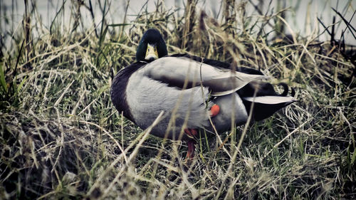 Close-up of bird on field