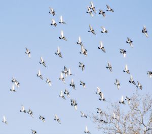 Low angle view of birds flying against sky