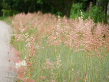 Close-up of flowering plants on field