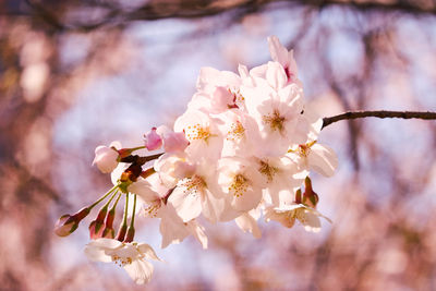 Close-up of pink cherry blossoms