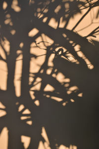 Shadow of tree on plant