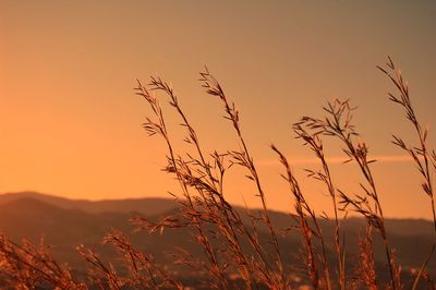 Close-up of wheat growing on field against sky during sunset