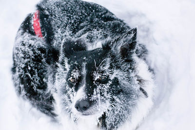 Close-up of dog in snow