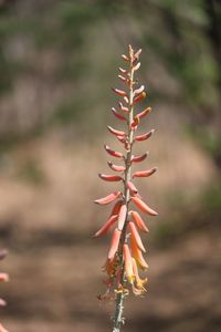 Close-up of succulent plant