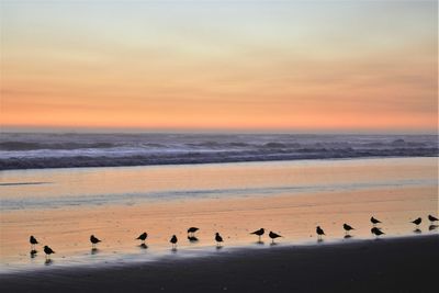 Flock of birds on beach