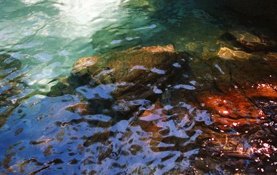 High angle view of fish swimming in sea