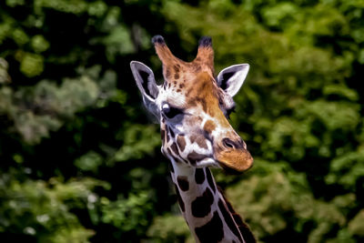 Close-up portrait of an animal