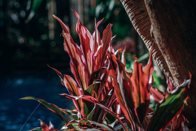 Close-up of red flowering plants