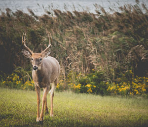 Portrait of deer standing on field