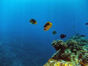 School of fish swimming in sea