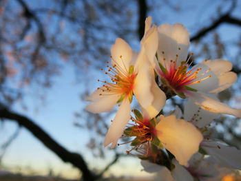 Low angle view of apple blossoms