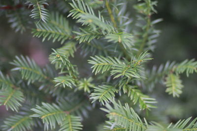 Close-up of pine tree leaves
