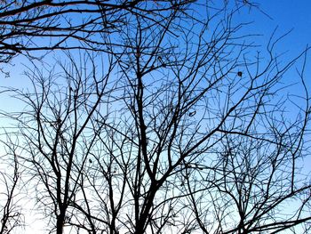 Low angle view of bare tree against sky