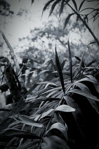 Close-up of plant leaves on field