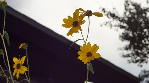 Low angle view of yellow cosmos blooming outdoors