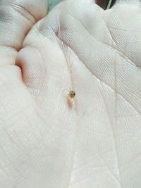 Close-up of hand holding insect