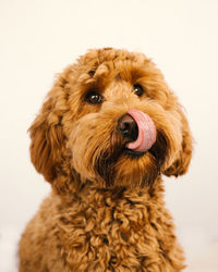 Close-up of dog against white background