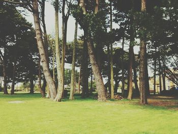 Trees growing on landscape