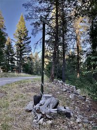 Trees on field in forest against sky